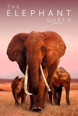 elephant queen poster