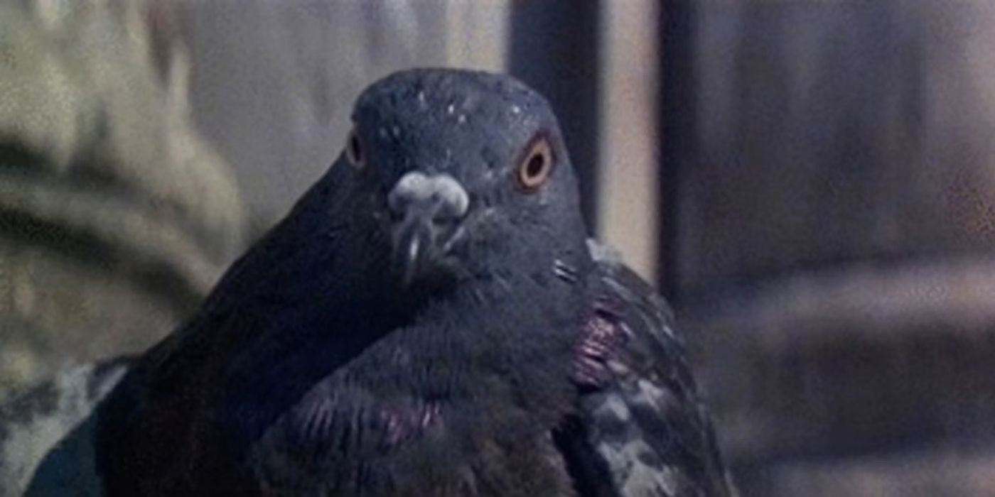 Pigeon piensa dos veces después de ver las heroicas hazañas de James Bond en Moonraker (1979).