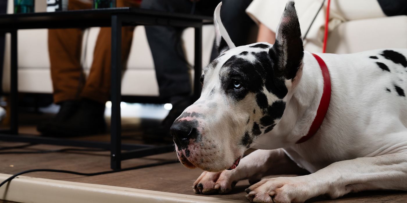 Bing the Dog at TIFF 2024 for The Friend