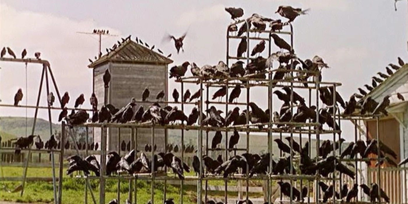 Crows congregate on the school play structure in 'The Birds'