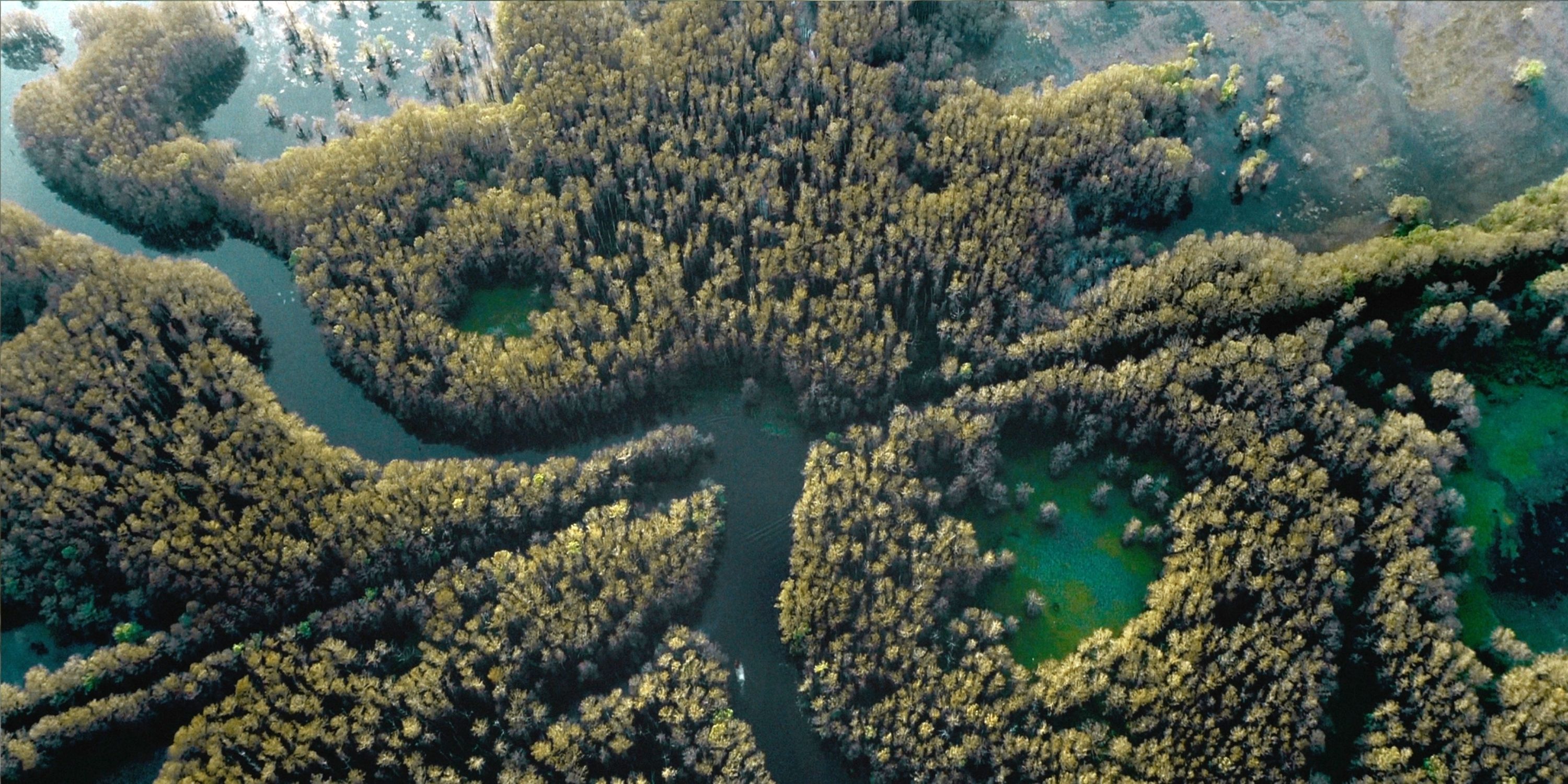 An overhead view of the lake in Max's Caddo Lake