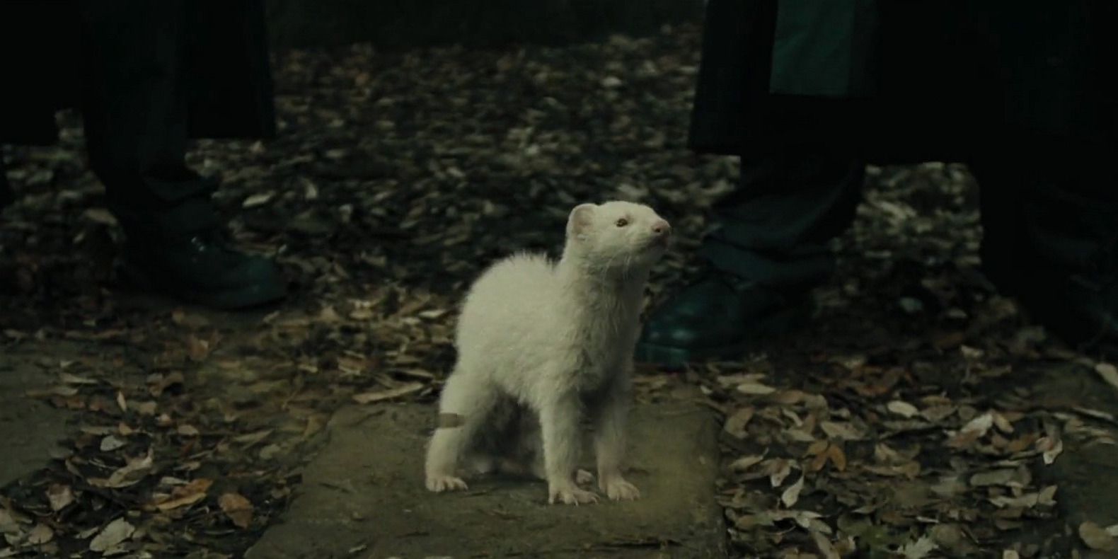 Draco as a ferret at Slytherin students' feet in 'Goblet of Fire'