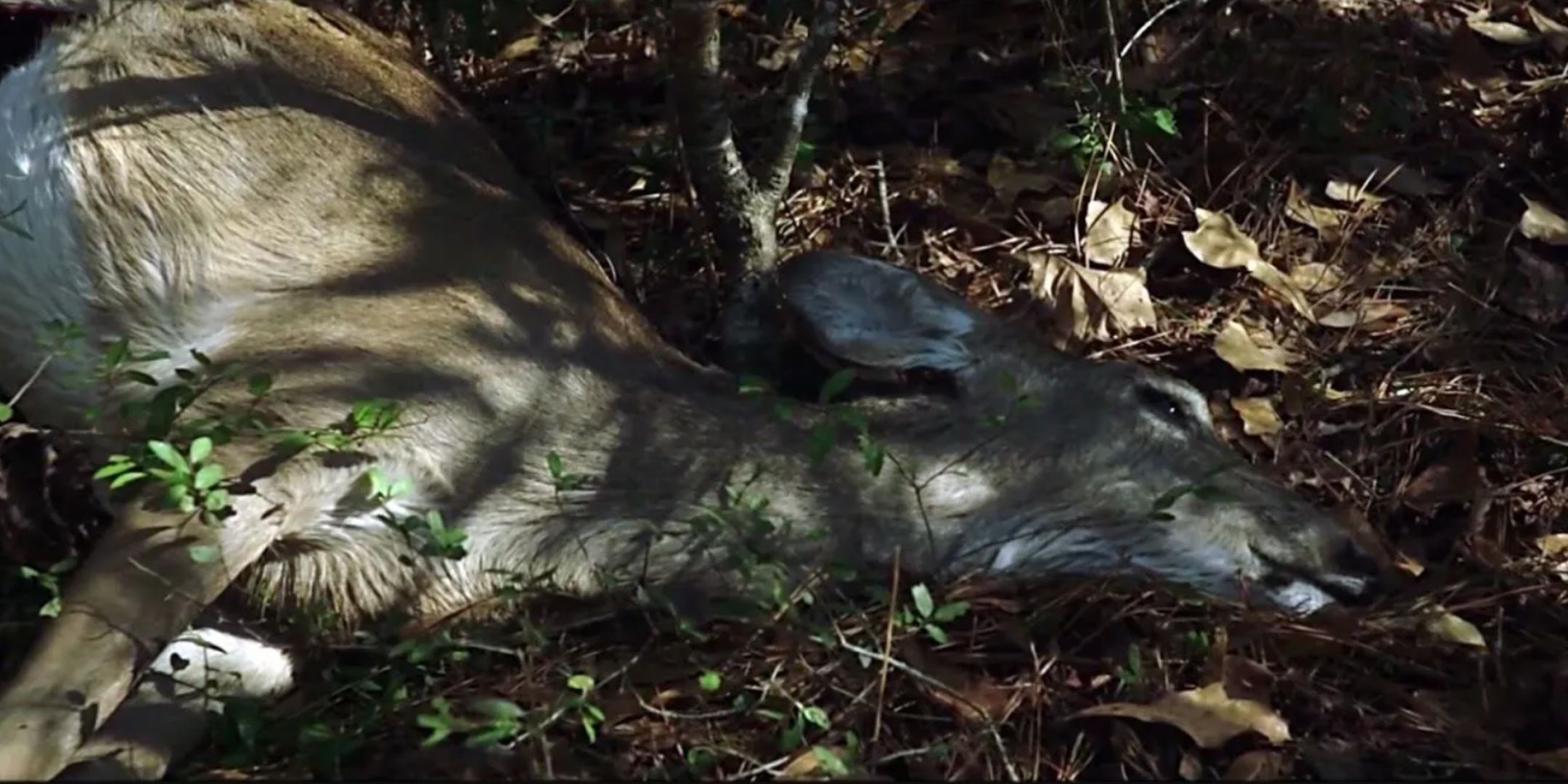 Dead Deer at the beginning of Jordan Peele's Get Out