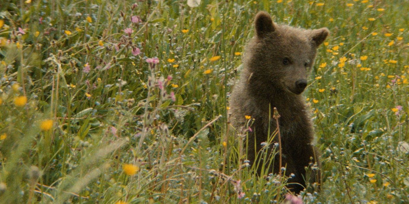 Youk the Bear in &lsquo;The Bear&rsquo;