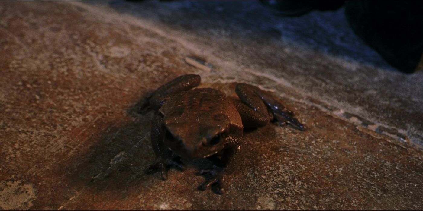 Trevor the Toad on the steps at Hogwarts in 'Harry Potter and the Sorcerer's Stone'