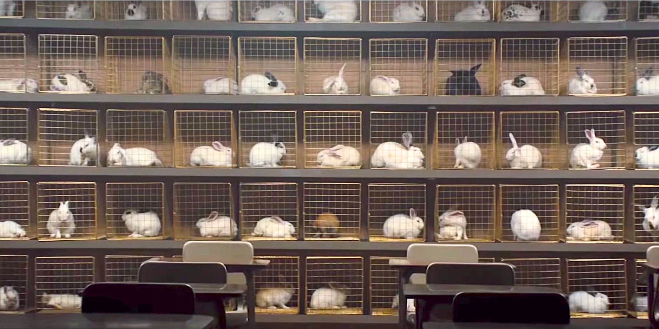 Rabbits in cages in Us by Jordan Peele