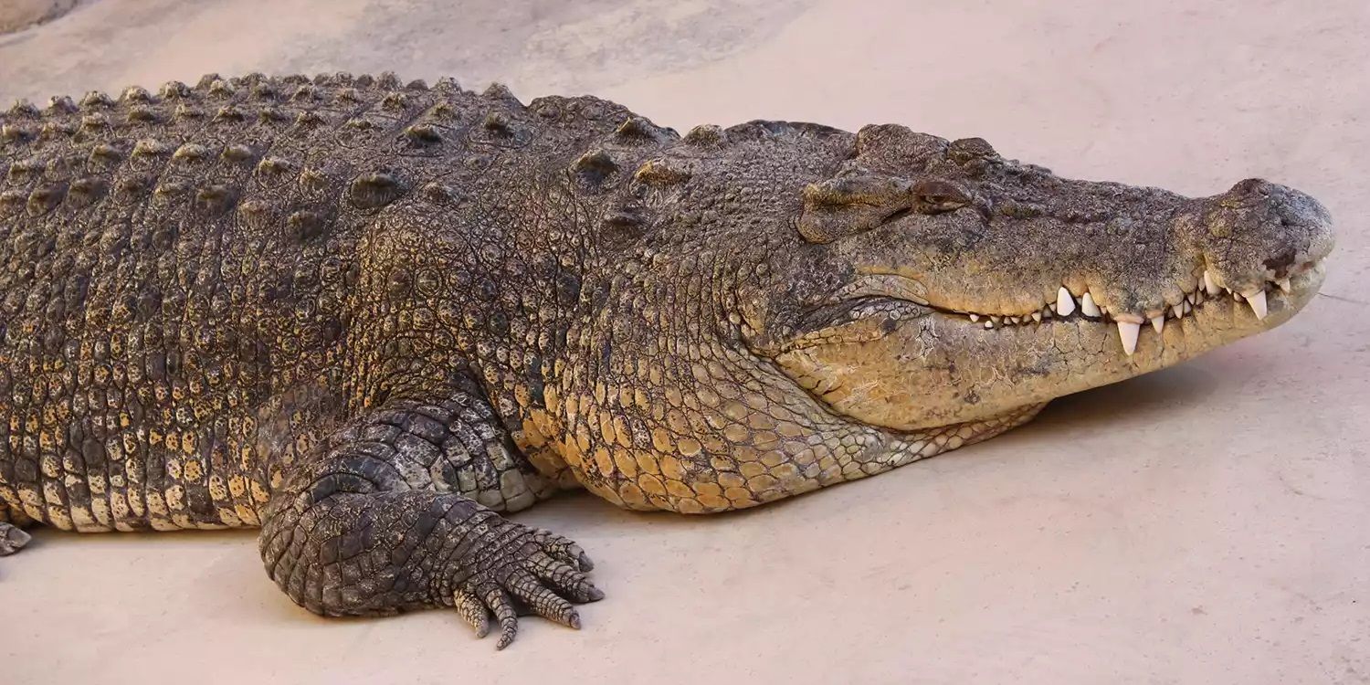 RIP to the Reptilian Star of 'Crocodile Dundee'