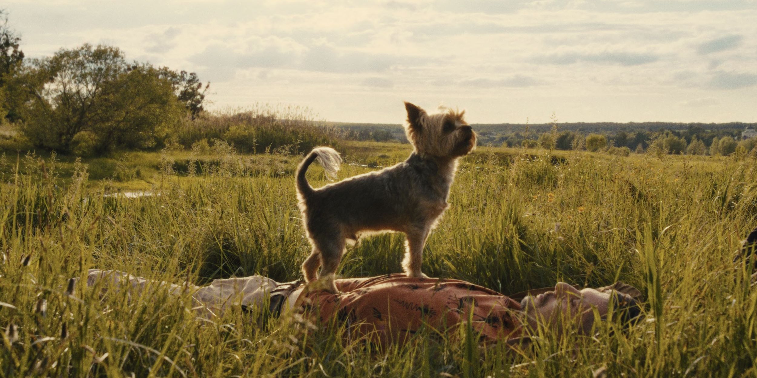 A dog in a field &lsquo;Porcelain War&rsquo; (1)
