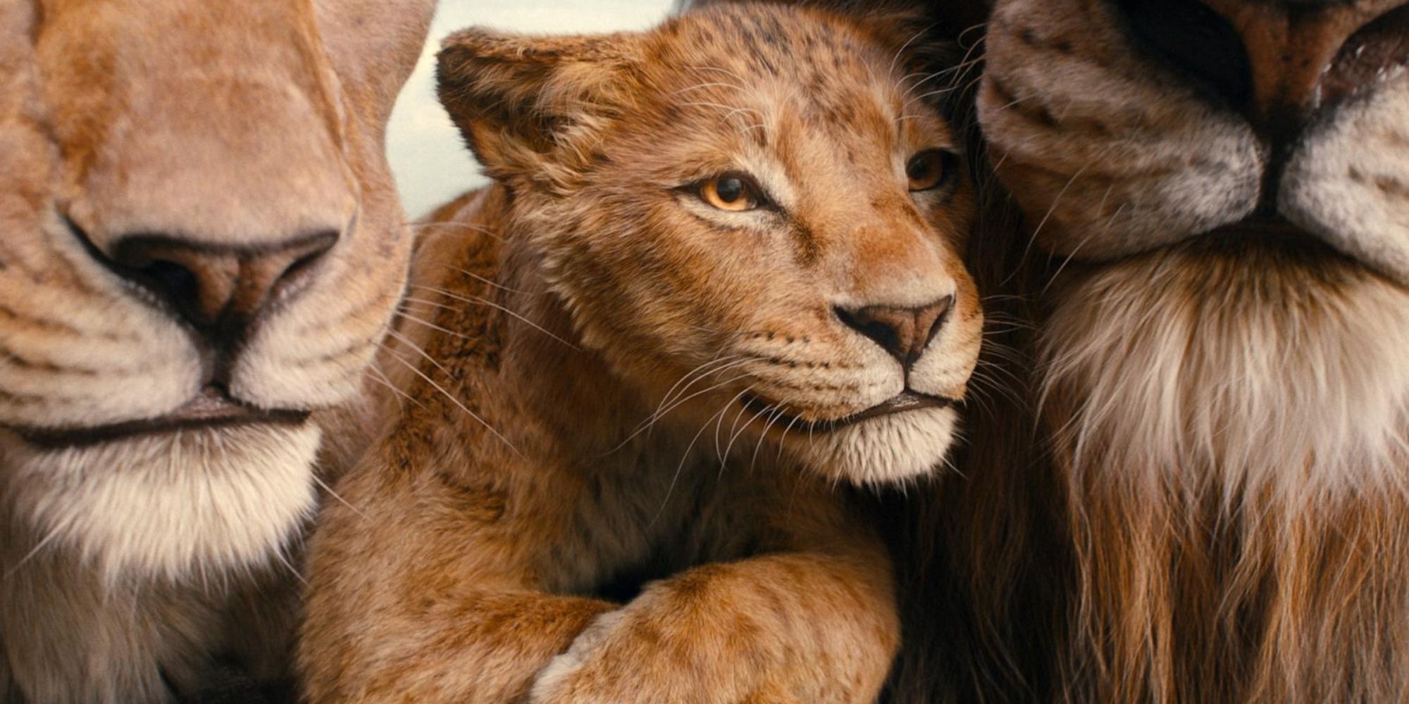 A young lion snuggles between the faces of two adult lions in Mufasa The Lion King.