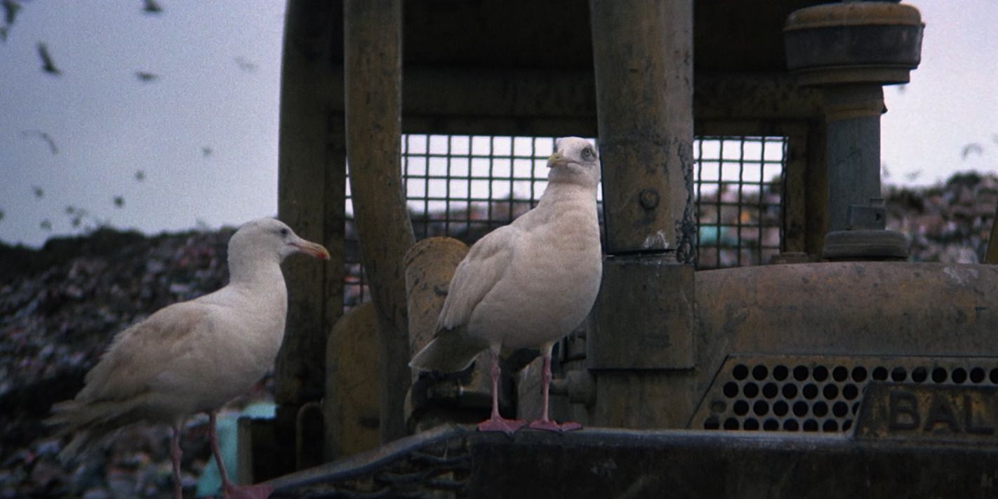 Pair of seagulls atop an abandoned tractor in 'Jonathan Livingston Seagull'