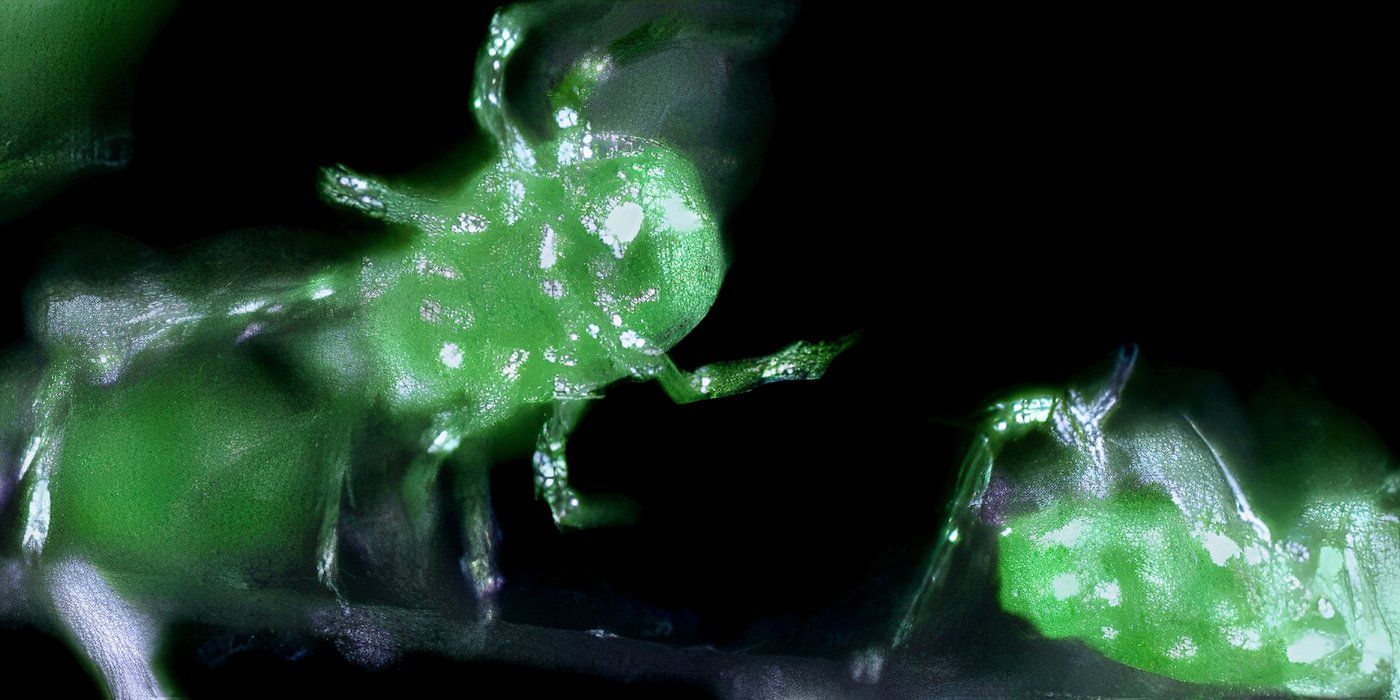 Closeup of the green Darkness Falls Mites in the X-Files.