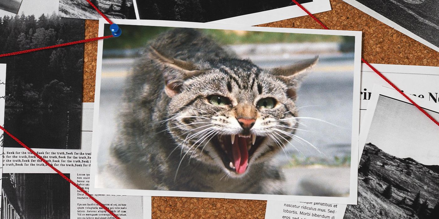 A tabby cat's picture is pinned to a cork board, with pins linking red twine and news articles.