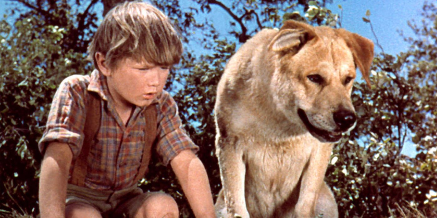 A boy and his dog looking down in Old Yeller.