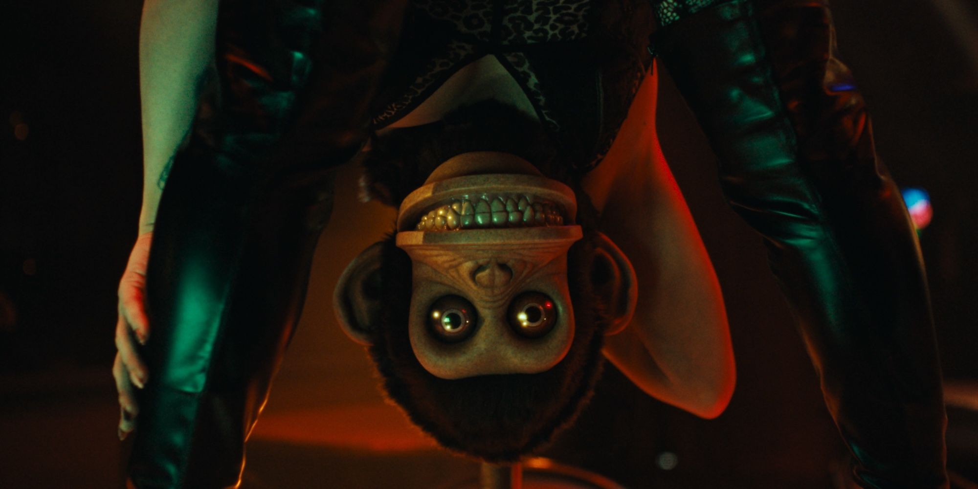 The Monkey looks menacing while upside down