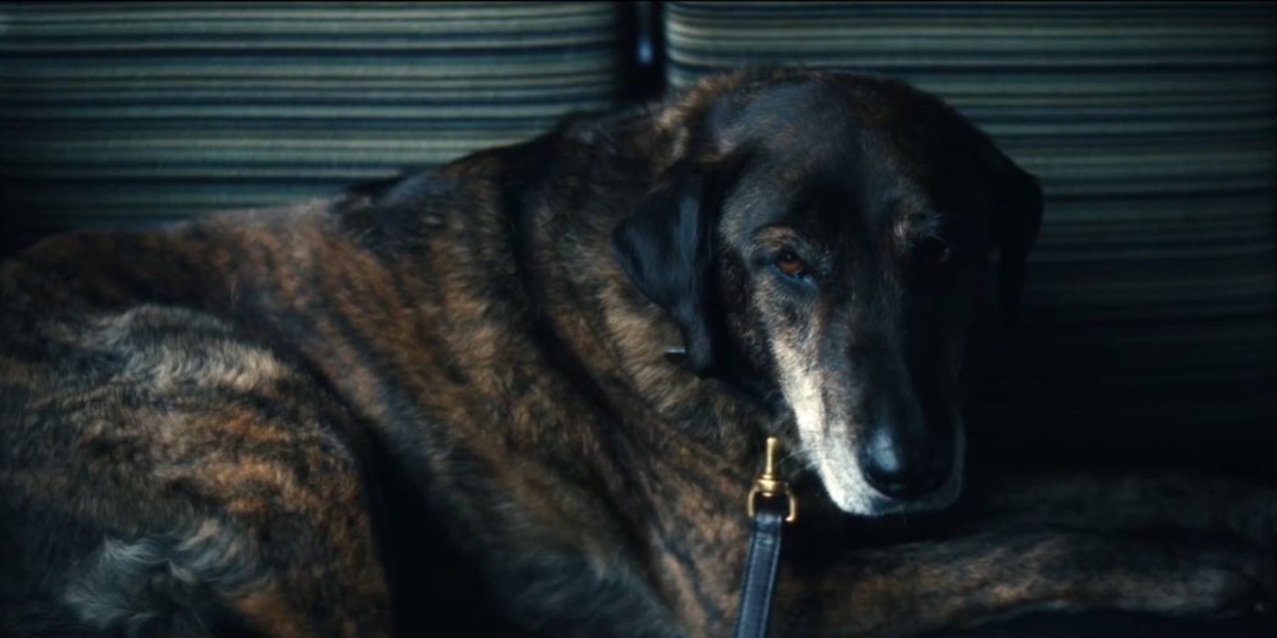 Radar the dog stares at the camera in Severance Season 2.