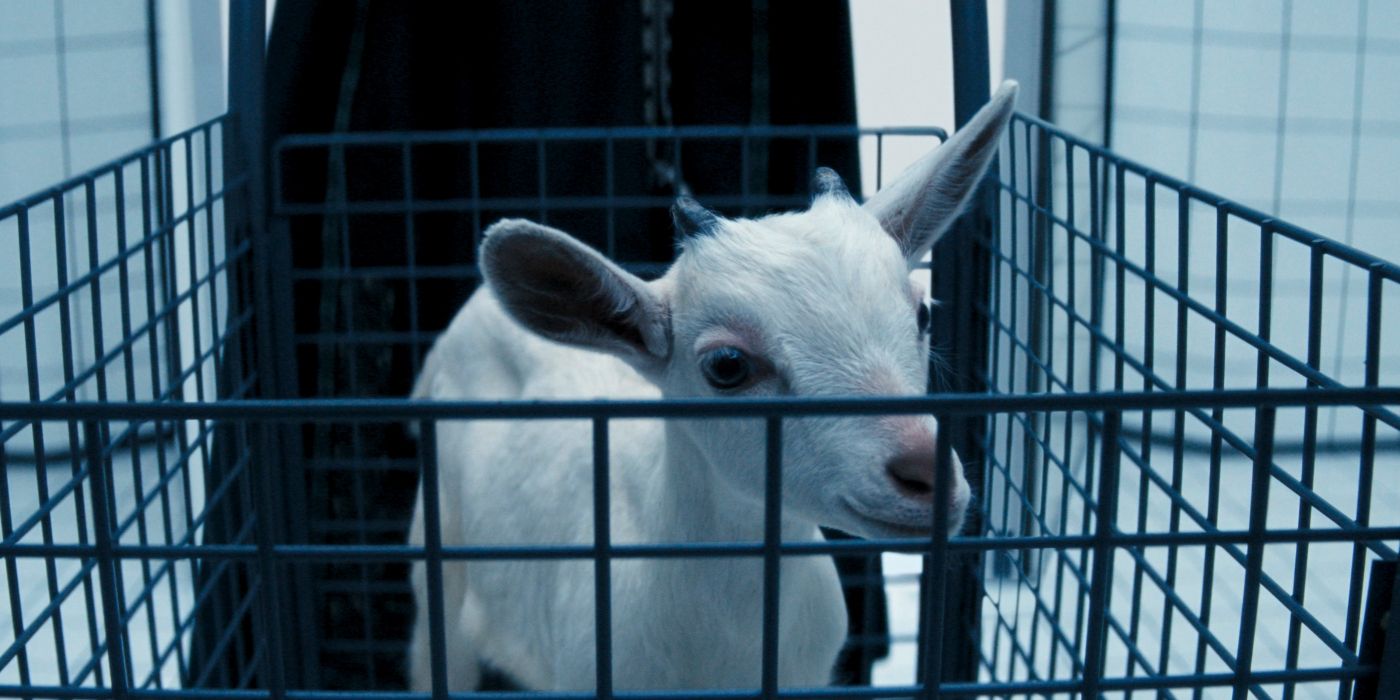 Peggy the goat playing Emile in the Severance Season 2 finale