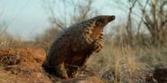 Pangolin Kulu s Journey Review This Netflix Doc Answered Questions Pangolin Kulu s Journey Review This Netflix Doc Answered Questions