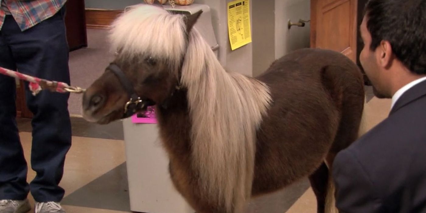 A tiny horse, Li&rsquo;l Sebastian, in an office where people are delighted to see him in Parks and Recreation.