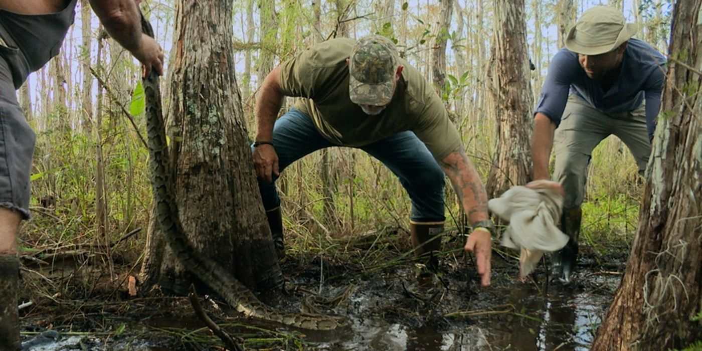 Hunters grab a large snake with their bare hands in the bayou on Swamp People Serpent Invasion.