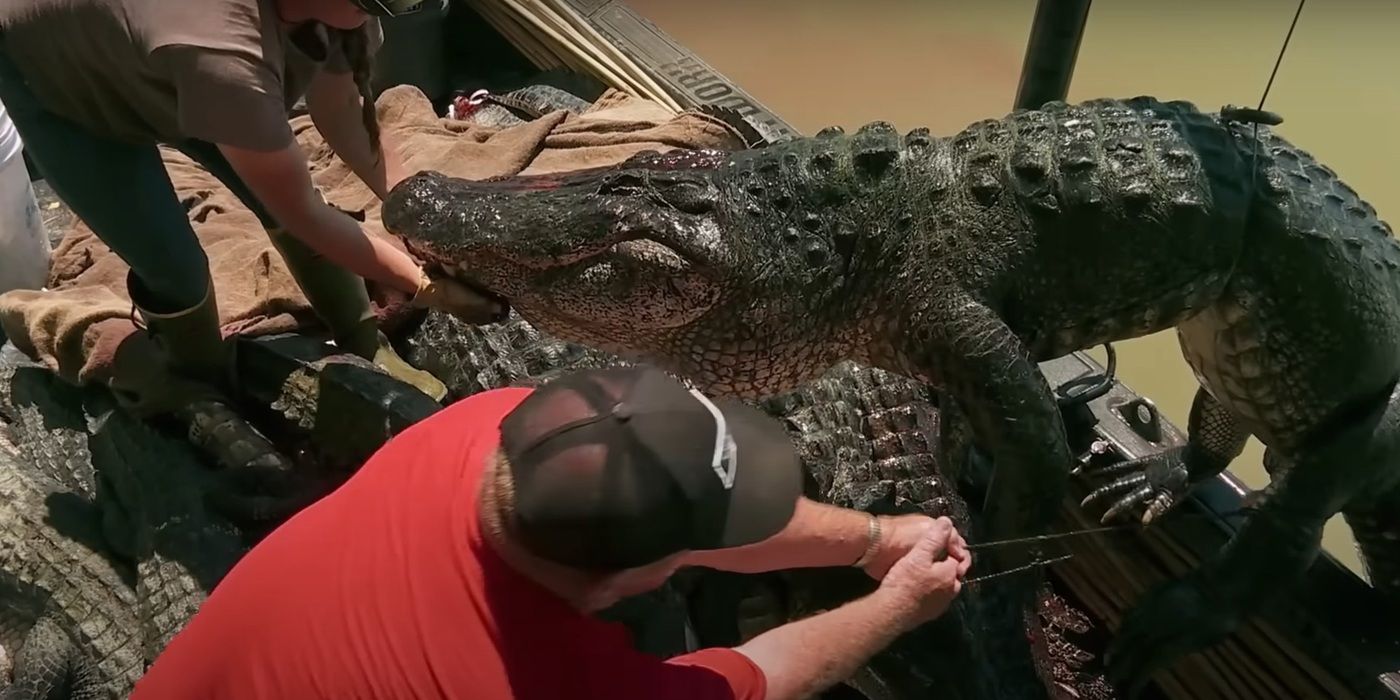 Two people in a small boat with many large alligators as one is hoisted over the edge on Swamp People.