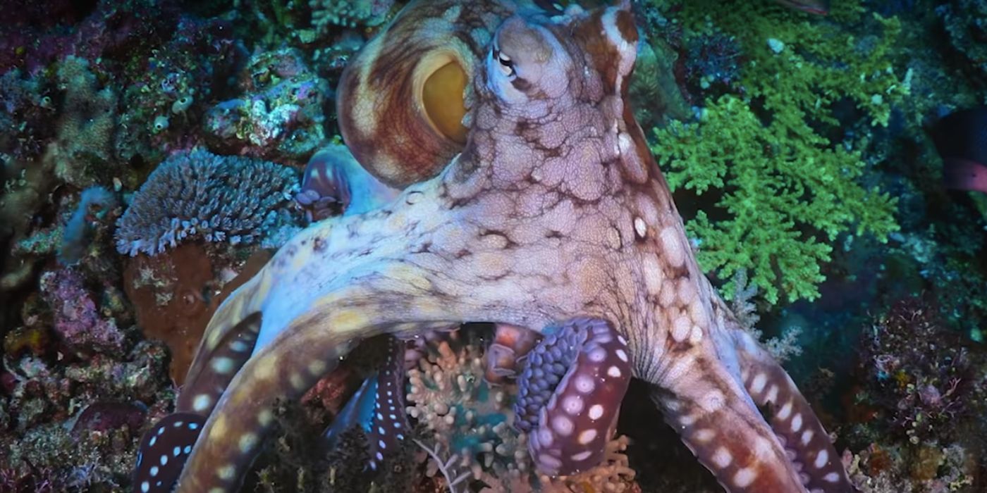 Animal 3