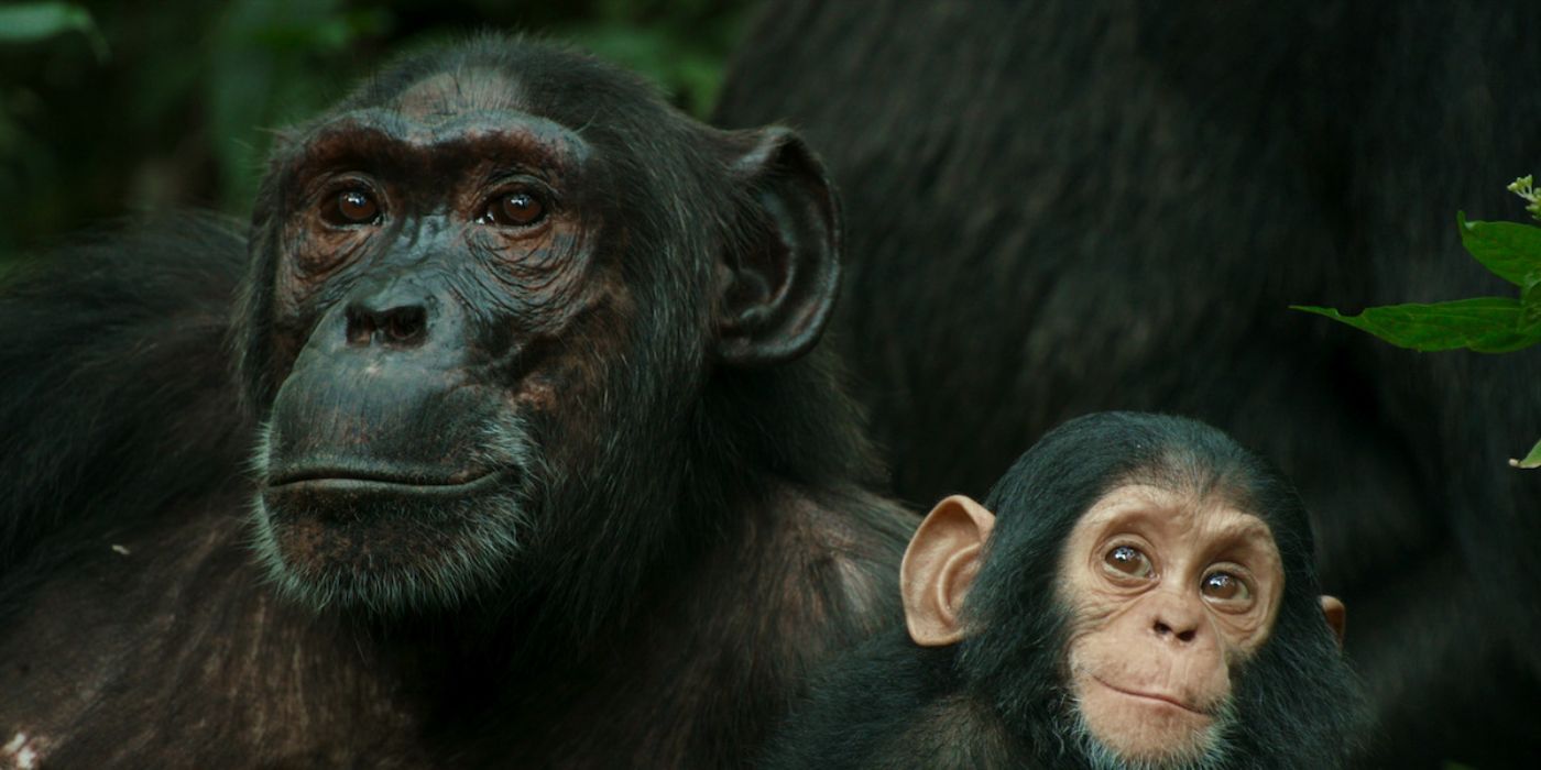 Chimp Empire