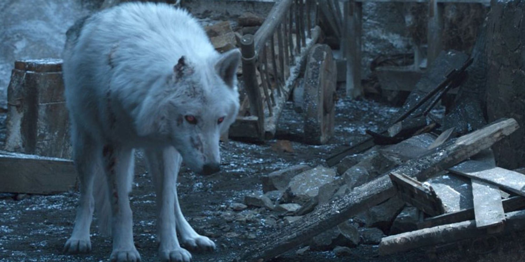Jon's direwolf Ghost in Game of Thrones