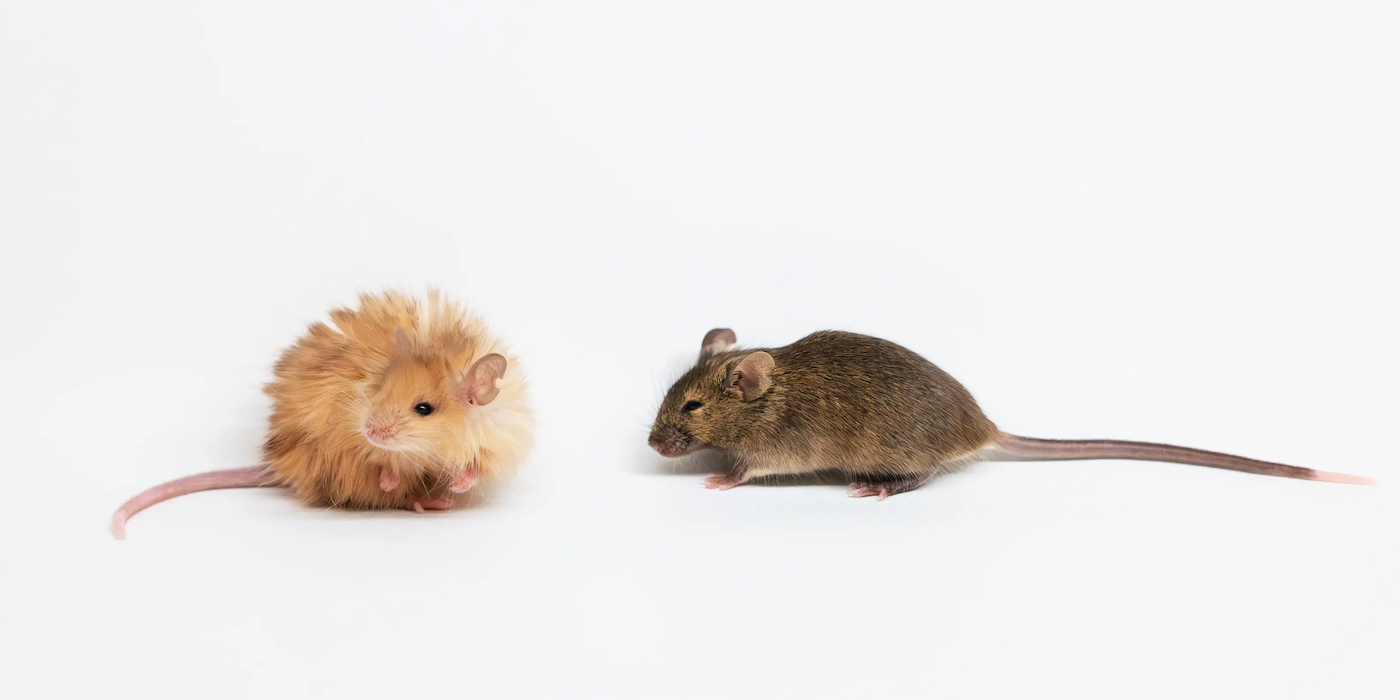 An image of the woolly mouse, left, versus a standard mouse, right.