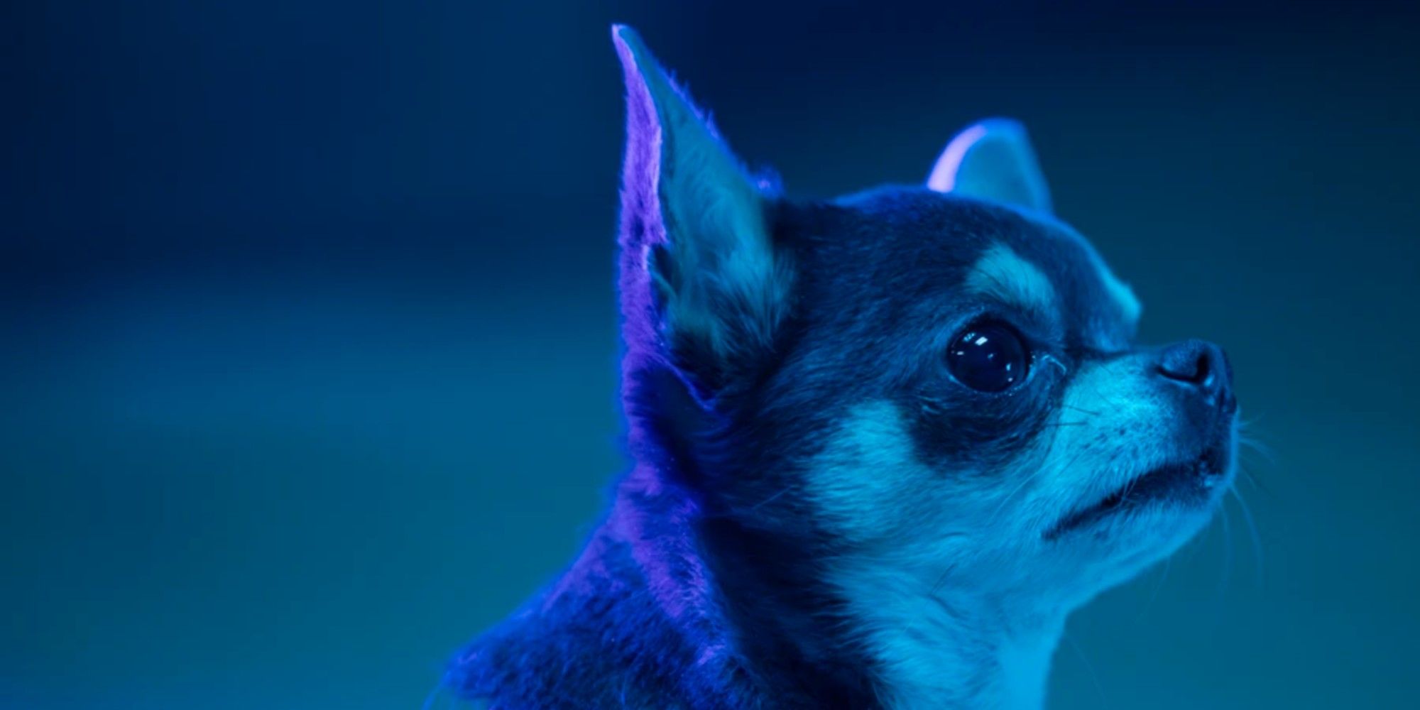 Will Trent's chihuahua, Betty Trent, in blue lighting in Will Trent Season 3