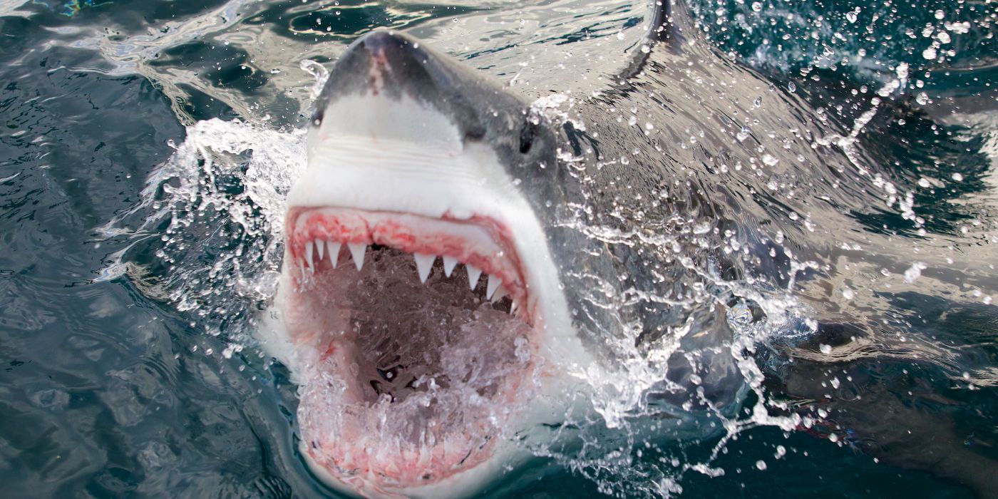 Great White Open Mouth (1)
