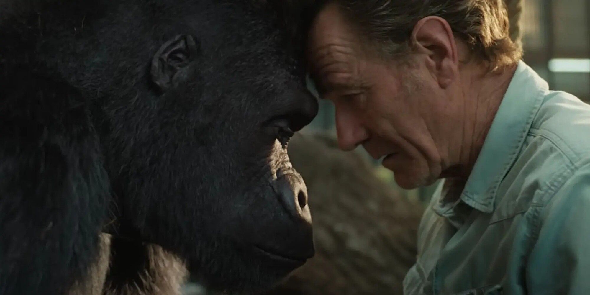 Bryan Cranston as Mack resting his head against the head of Ivan the Gorilla (Sam Rockwell) in The One and Only Ivan