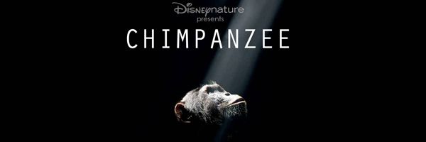 chimpanzee-slice