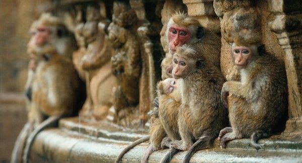 monkey-kingdom-trailer