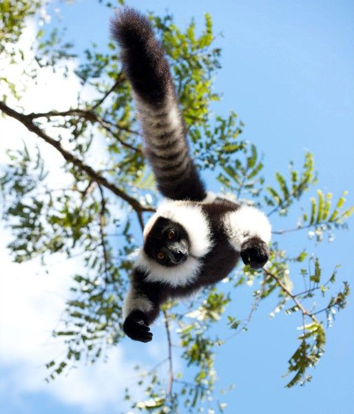 island-of-lemurs-madagascar