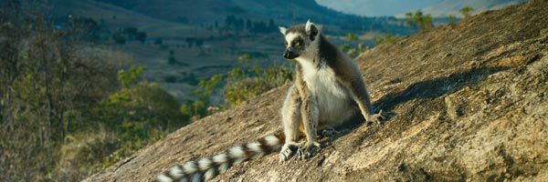 island-of-lemurs-madagascar-slice