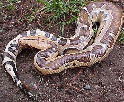 mega python (1)