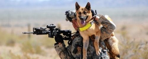 military-dog-movie-max-slice