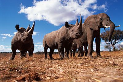 Black rhinoceros and Africa elephant, Africa