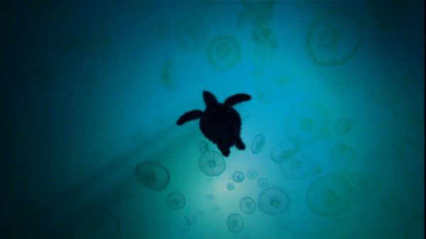 turtle-the-incredible-journey-movie-image-5